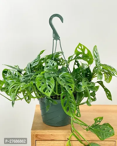 Zomoloco Broken Heart Indoor Plant With Air Purify