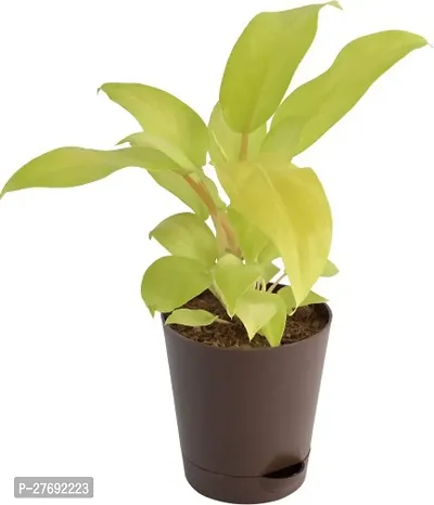 Zomoloco Philodendron Indoor Hybrid Live Plant For-thumb0