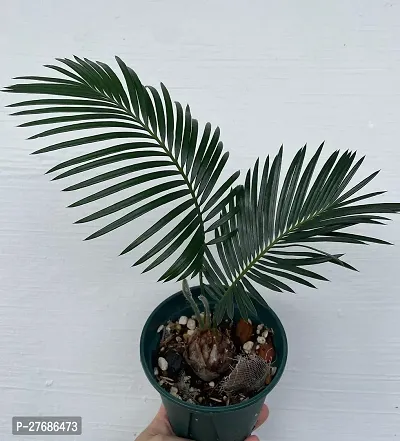 Zomoloco Cycas Revoluta Plant Live Plant Cf581 C-thumb0