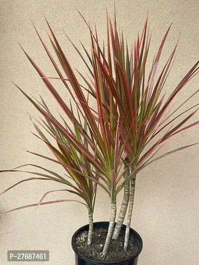 Zomoloco Live Air Purifying Red Edged Dracaena Mar