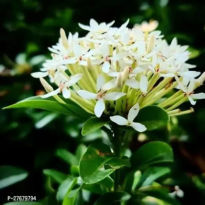 Zomoloco Trothic Ixora Chethi White Plant Live Flo-thumb0