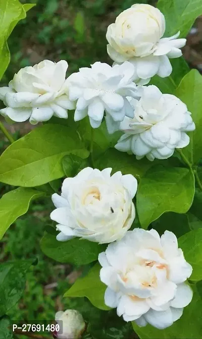 Zomoloco Arabian Jasmine Double Petal Live Flower-thumb0