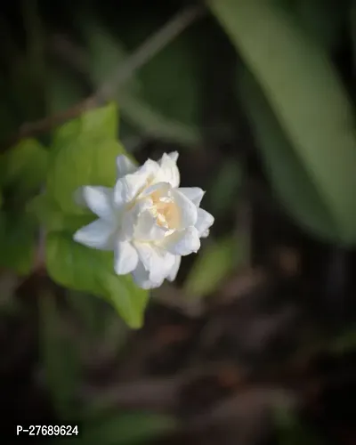 Zomoloco Arabian Jasmine Double Petal Live Flower