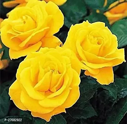 Zomoloco Rose Plant Daund Rose Plant-thumb0