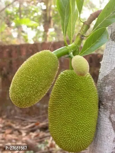 Zomoloco X01 Jack Fruit Plant-thumb0