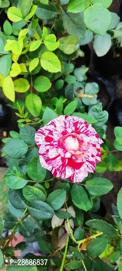 Zomoloco Rose Plant Rare Grafted Dragon Rose Red White Striped Rose Flower 1 Healthy Live Plant-thumb0