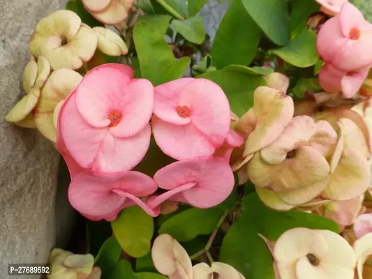 Zomoloco Euphorbia Mili Crown Of Thorns Live Flow