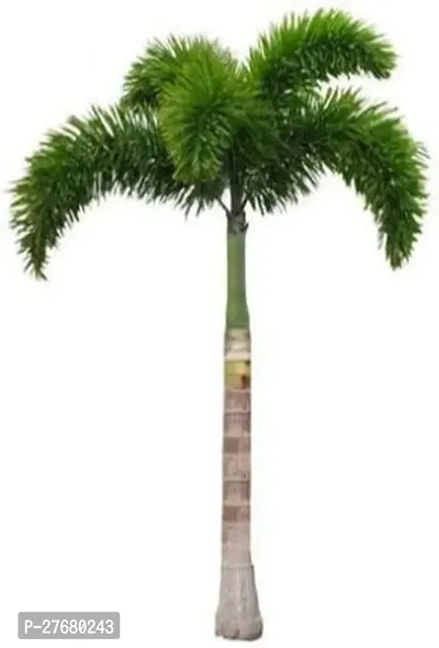 Zomoloco Foxtailpalm Heart Leaf Oxycardium Plant-thumb0