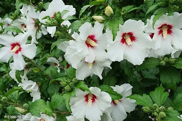 Zomoloco Live White Hibiscus Best Attractive Flo