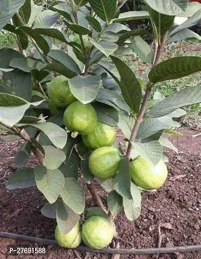 Zomoloco Thai Dwarf Variant Guava Live Plantcf14-thumb0