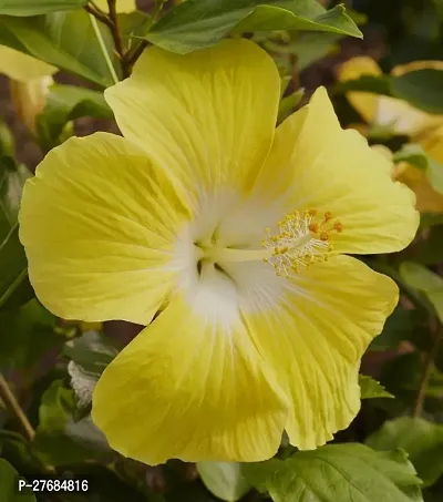 Zomoloco Hibiscus Plant Yellow Cfa186 Hibiscus