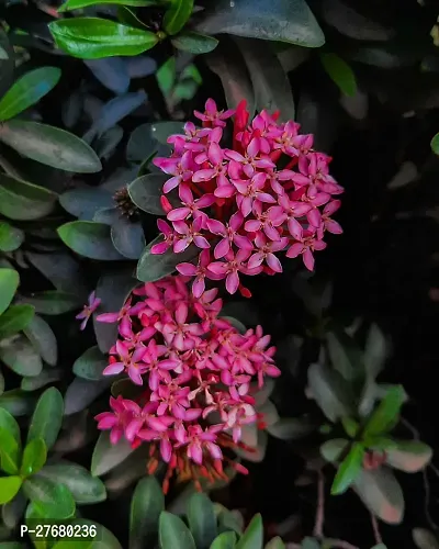 Zomoloco Trothic Ixora Chethi Red Plant Live Flowe