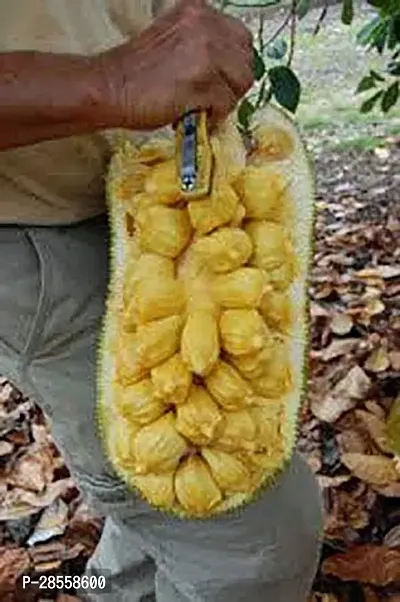 Zomoloco Jackfruit Plant Healthy Rare Jackfruit Live PlantCheenaDwarf Variety Bud1 Healthy Live Plant With Plastic Bag