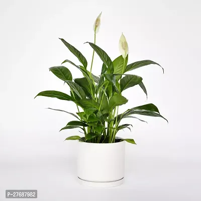 Zomoloco Peace Lily Or Spathiphyllum Live Plant Wh