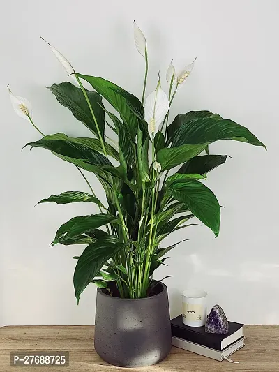 Zomoloco Peace Lily Or Spathiphyllum Live Plant Wh-thumb0