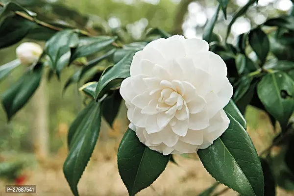 Zomoloco Pink Camellia Healthy Flower Plant For Ho-thumb0