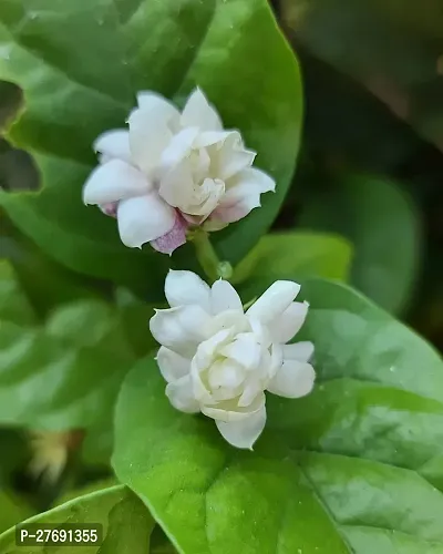 Zomoloco Arabian Jasmine Double Petal Live Flower-thumb0