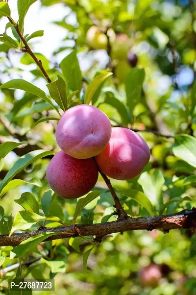 Zomoloco Exotic Live Grafted Plum Aalu Bukharaal