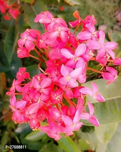 Zomoloco Trothic Ixora Chethi Red Plant Live Flowe