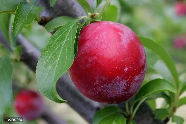 Zomoloco Exotic Live Grafted Plum Aalu Bukharaal-thumb0