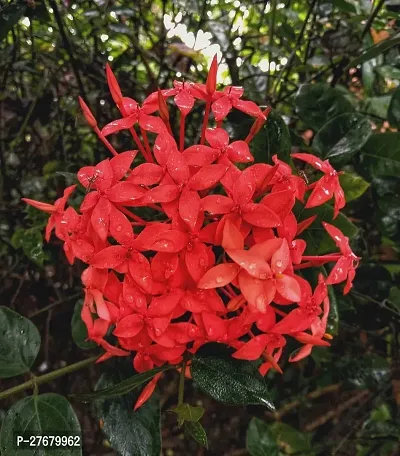 Zomoloco Trothic Ixora Chethi Red Plant Live Flowe-thumb0