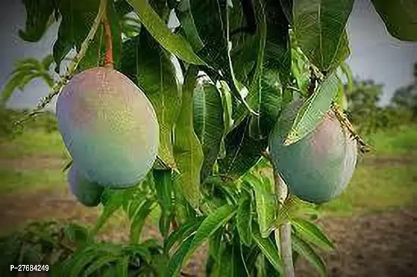 Zomoloco Himsagar Mango Plant Mango Plant