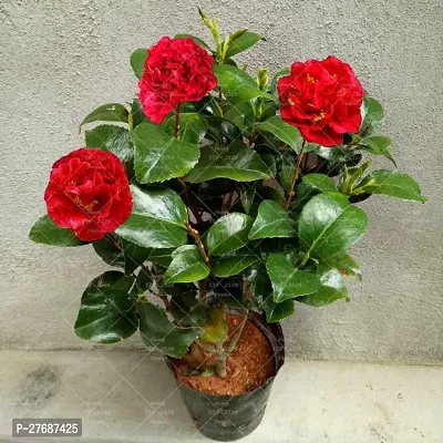 Zomoloco Red Camellia Healthy Flower Plant For Hom