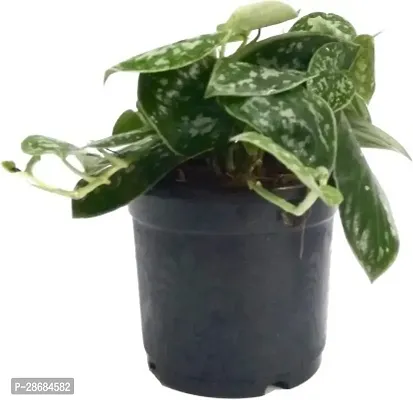 Zomoloco Money Plant Satin Money Plant-thumb0