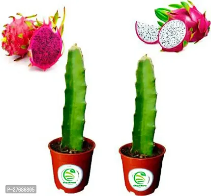 Zomoloco Dragon Fruit Combo Pack Of 2 Multi Vari-thumb0