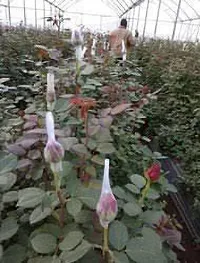 Zomoloco Rose Plant Roseberry Dutch Rose Plant-thumb1