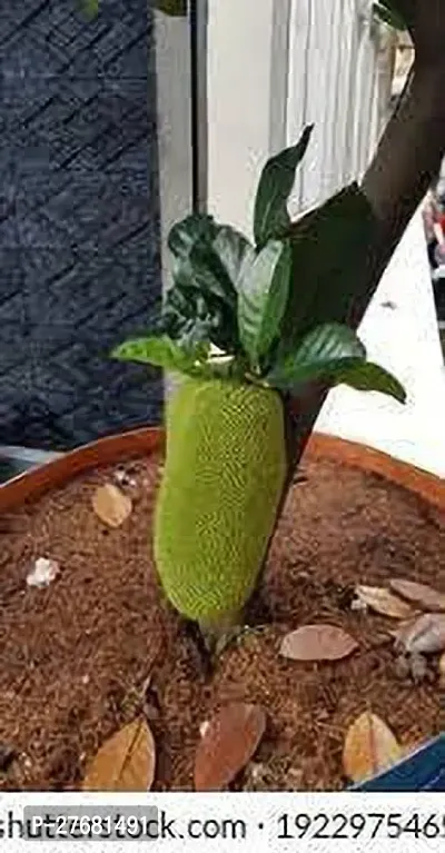 Zomoloco F01 Jack Fruit Plant-thumb0