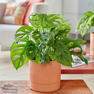 Zomoloco Broken Heart Indoor Plant With Air Purify