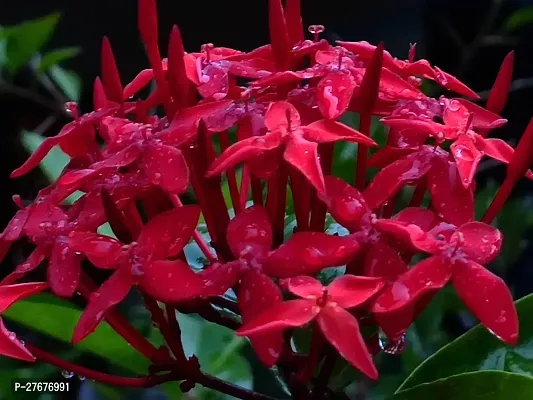 Zomoloco Trothic Ixora Chethi Red Plant Live Flowe-thumb0