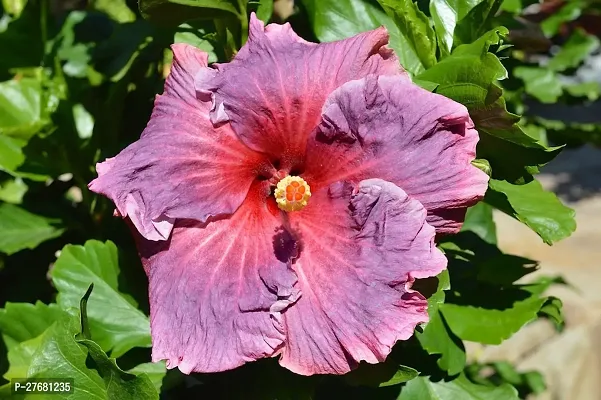 Zomoloco Hibiscus Hybrid Live Flower Plant Disha