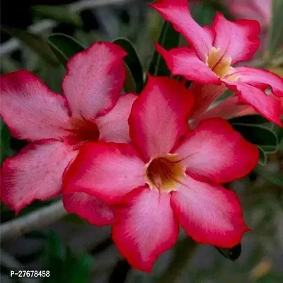 Zomoloco Adenium Plant Desert Rose Pink Double-thumb0