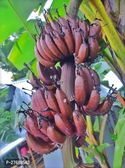 Zomoloco Hybrid Banana Live Plant For Fruiting G