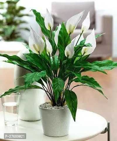 Zomoloco Peace Lily Or Spathiphyllum Live Plant Wh