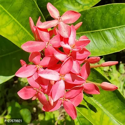 Zomoloco Trothic Ixora Chethi Red Plant Live Flowe