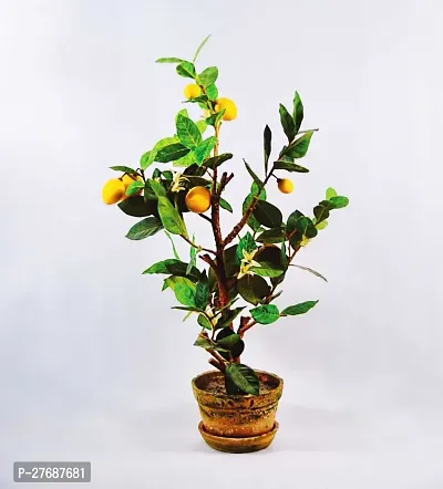 Zomoloco Live Dwarf Orange Plant Tangerine Santra-thumb0