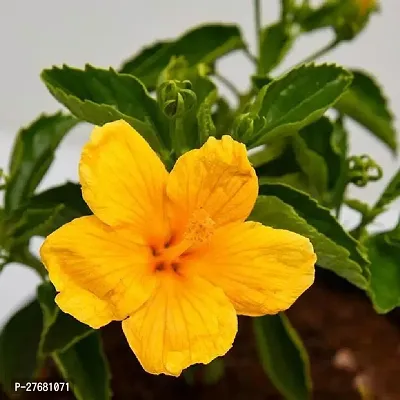 Zomoloco Hibiscus Joba Yellow In Colour Live Plan