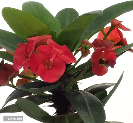 Zomoloco Euphorbia Mili Crown Of Thorns Live Flow-thumb0