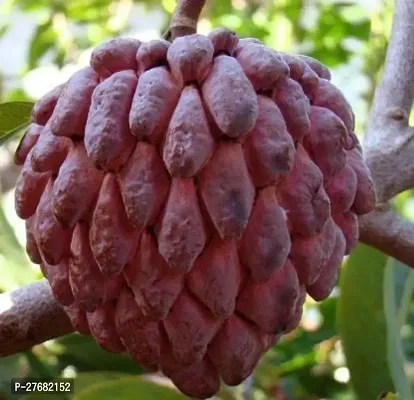 Zomoloco Custurd11 Custard Apple Plant-thumb0