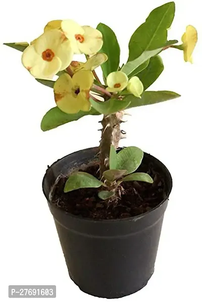 Zomoloco Euphorbia Mili Crown Of Thorns Live Flow-thumb0