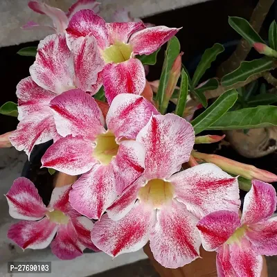 Zomoloco Air Layered Adenium Plant Live Plant Cf4