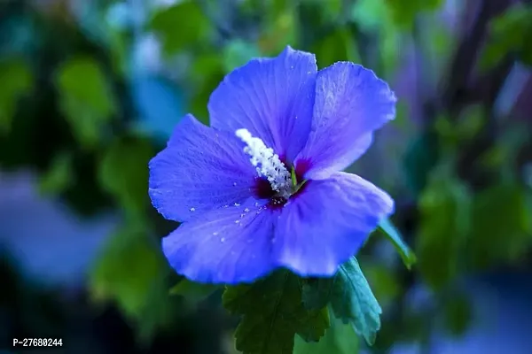 Zomoloco Hibiscus Blue Live Flower Plant Disha22