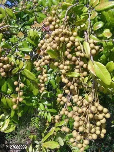 Zomoloco Rare Dwarf Longan Fruit Plant Thailand V-thumb0