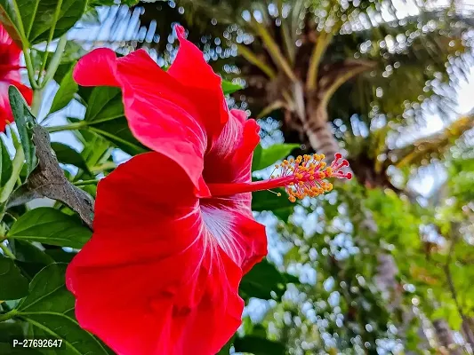 Zomoloco Hibiscus Red Live Flower Plant Cf3301181-thumb0