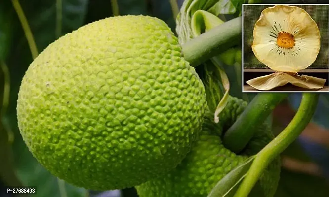 Zomoloco Live Breadfruit Plant Rare Dwarf Exotic A-thumb0