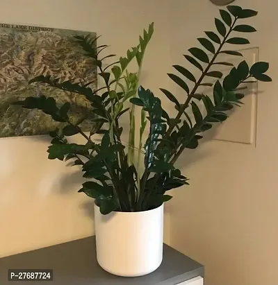 Zomoloco Live Air Purifying Indoor Zz Zamioculcas