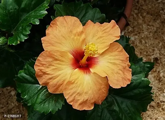 Zomoloco Jaba Plant Hibiscus Plant-thumb0